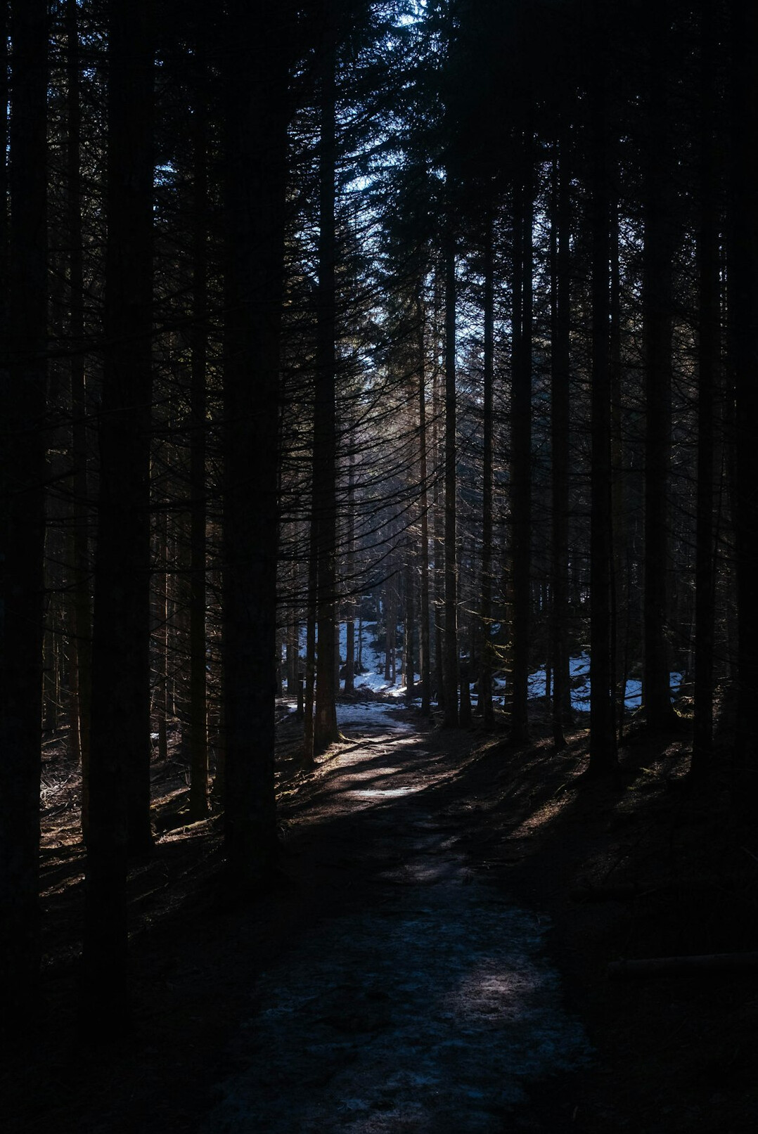 dark maze in forest